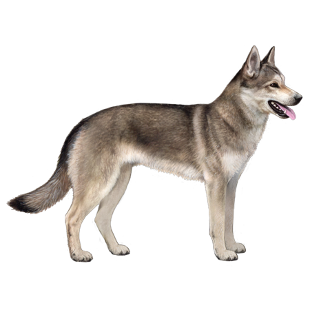 Alaskan Husky Le Chien Le Plus Performant Jamais S - Sport canin - Test et avis
