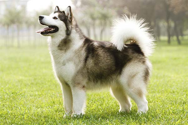 Alaskan Malamute La Puissance Qui Avance Quand Tou - Sport canin - Test et avis
