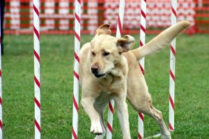 Articulations Du Chien Sportif Comprendre Et Pr Ve - Sport canin - Test et avis