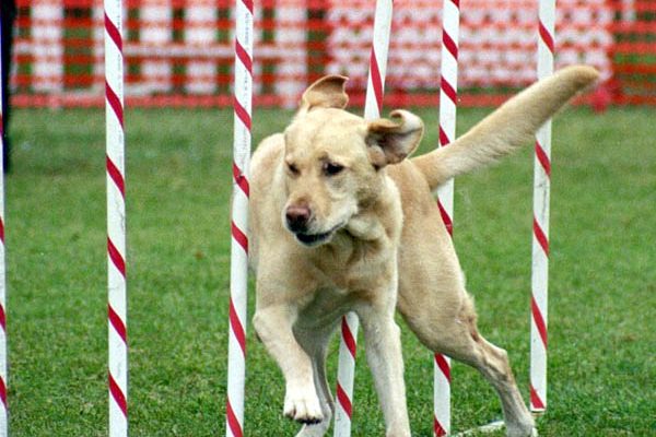 Articulations Du Chien Sportif Comprendre Et Pr Ve - Sport canin - Test et avis