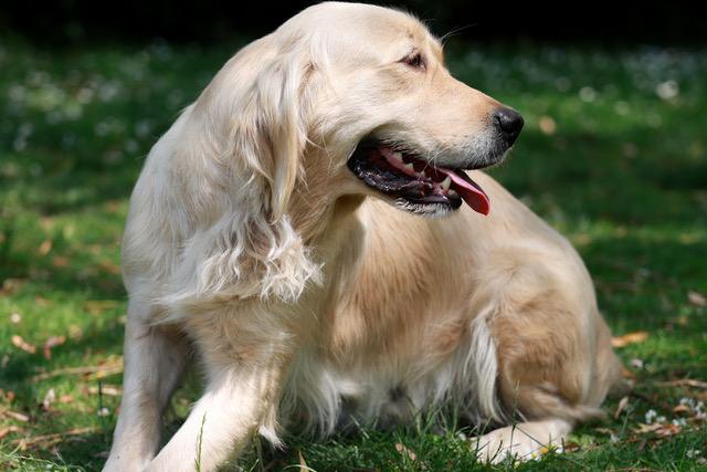 Blessures Courantes En Canicross Et Pr Vention - Sport canin - Test et avis