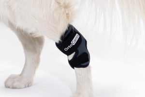 Blessures En Sport Canin Pr Vention Soins Et R Cup - Sport canin - Test et avis
