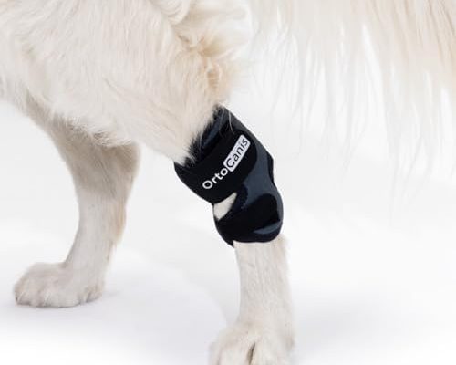 Blessures En Sport Canin Pr Vention Soins Et R Cup - Sport canin - Test et avis