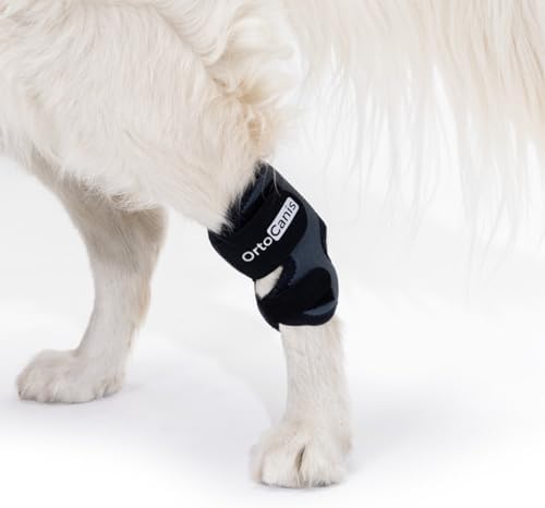 Blessures En Sport Canin Pr Vention Soins Et R Cup - Sport canin - Test et avis
