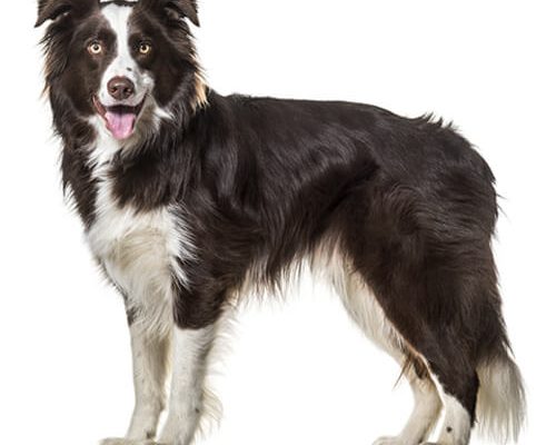 Border Collie L Endurance Intelligente Capable D A - Sport canin - Test et avis