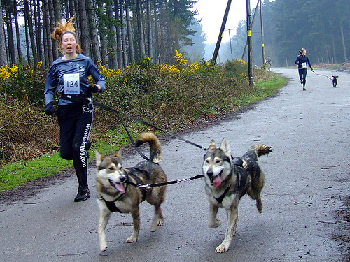 Canicross Le Guide Complet Pour Courir Avec Son Ch - Sport canin - Test et avis