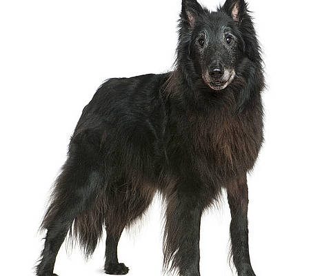 Chien Du Groenland La Force Brute Qui Ne S Puise J - Sport canin - Test et avis