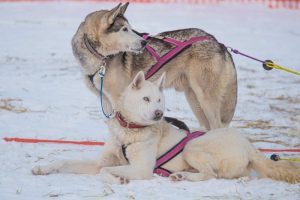 Chiens D Endurance Les Races Les Plus Adapt Es Aux - Sport canin - Test et avis