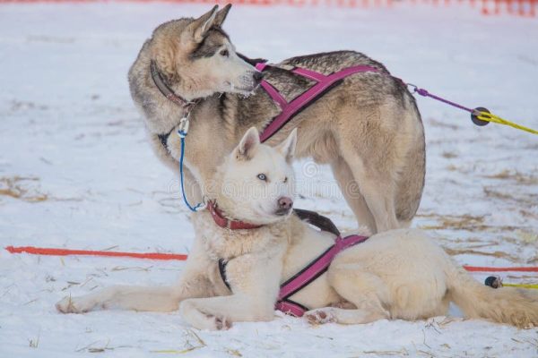 Chiens D Endurance Les Races Les Plus Adapt Es Aux - Sport canin - Test et avis