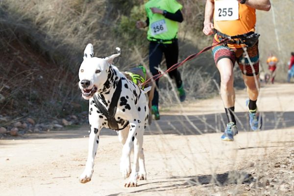 Dalmatien L Endurance Historique Du Chien Capable - Sport canin - Test et avis