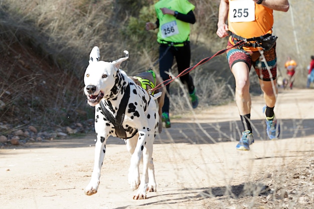 Dalmatien L Endurance Historique Du Chien Capable - Sport canin - Test et avis