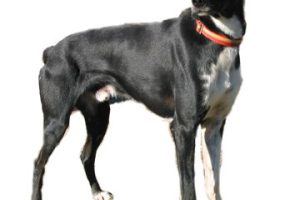 Eurohound Le Chien Le Plus Rapide Et Endurant Jama - Sport canin - Test et avis
