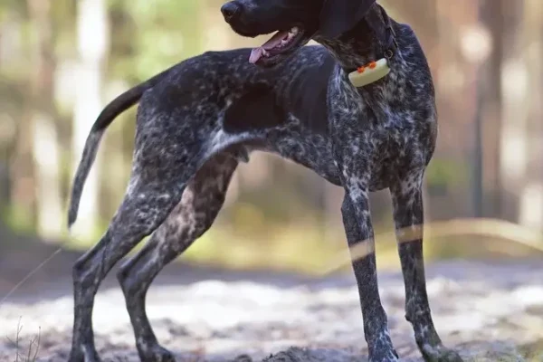 Greyster La Machine De Sprint Endurance Taill E Po - Sport canin - Test et avis