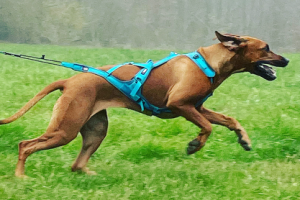 Harnais De Traction Comment Choisir Le Mod Le Id A - Sport canin - Test et avis