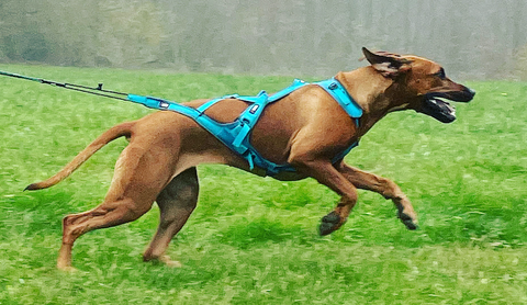 Harnais De Traction Comment Choisir Le Mod Le Id A - Sport canin - Test et avis