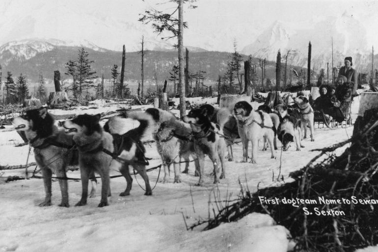 Pourquoi Le Siberian Husky Reste Le Roi De L Endur - Sport canin - Test et avis