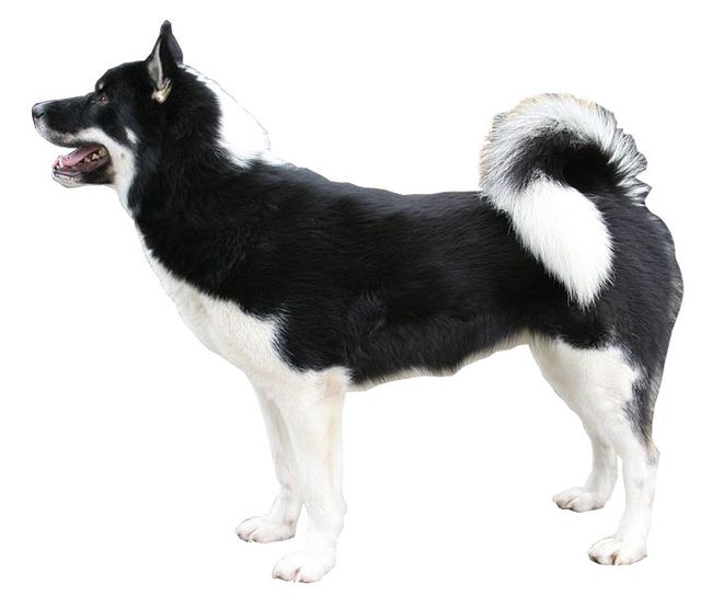 Races De Chien Sportif Chiens D Endurance - Sport canin - Test et avis