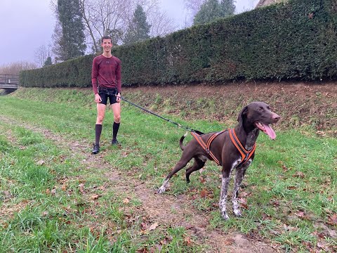 Races De Chien Sportif Chiens D Endurance - Sport canin - Test et avis