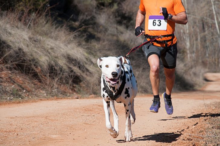 Races De Chien Sportif Chiens D Endurance - Sport canin - Test et avis