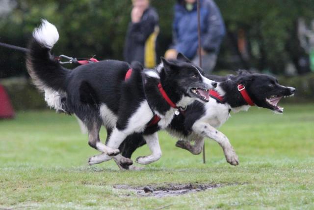 Races De Chien Sportif Chiens D Endurance - Sport canin - Test et avis