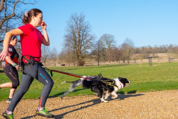 Races De Chien Sportif Chiens D Endurance - Sport canin - Test et avis