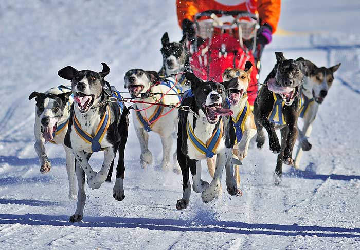 Races De Chien Sportif Chiens D Endurance - Sport canin - Test et avis