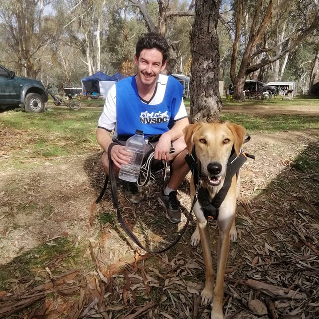 Races De Chien Sportif Chiens D Endurance - Sport canin - Test et avis