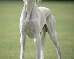 Saluki L Un Des Meilleurs Chiens D Endurance Au Mo - Sport canin - Test et avis