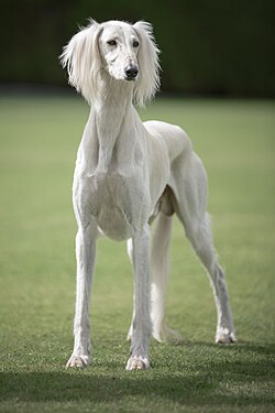 Saluki L Un Des Meilleurs Chiens D Endurance Au Mo - Sport canin - Test et avis