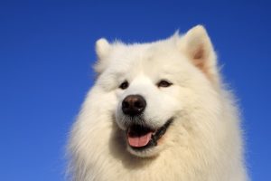 Samoy De L Endurance Tranquille Du Chien Nordique - Sport canin - Test et avis