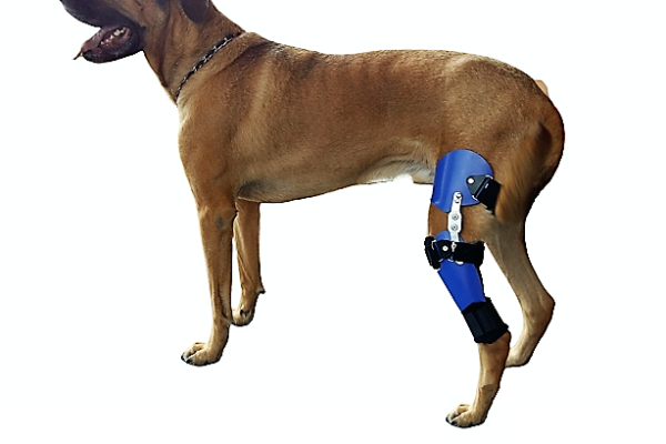 Sant Du Chien D Finitions - Sport canin - Test et avis