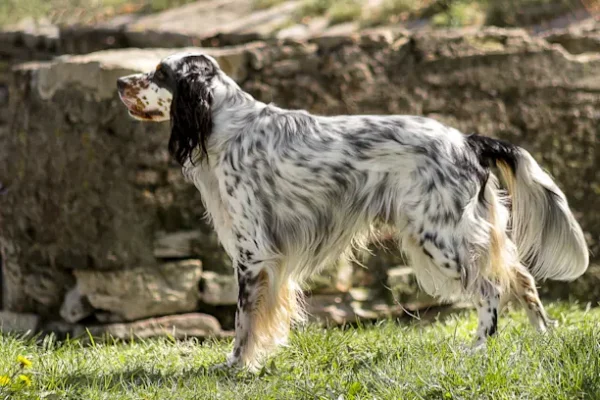 Setter Anglais Le Chien D Endurance A Rien Et L Ga - Sport canin - Test et avis