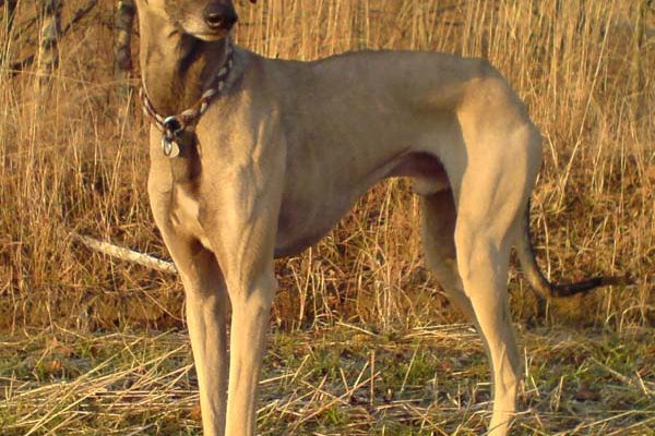 Sloughi L Endurance Parfaite Des Climats Chauds Et - Sport canin - Test et avis