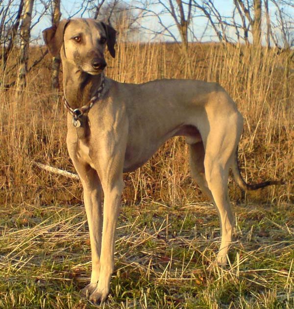 Sloughi L Endurance Parfaite Des Climats Chauds Et - Sport canin - Test et avis