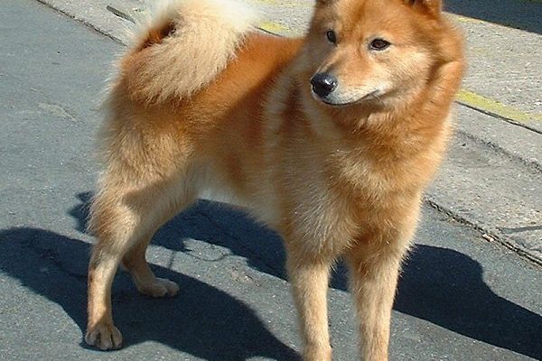 Spitz Finlandais Le Petit Chien Vif Qui Tient La D - Sport canin - Test et avis