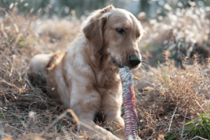 Suppl Ments Pour Chiens Sportifs Articulations Ner - Sport canin - Test et avis