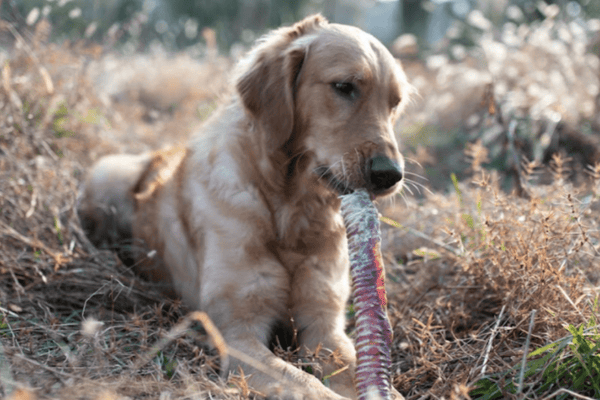 Suppl Ments Pour Chiens Sportifs Articulations Ner - Sport canin - Test et avis