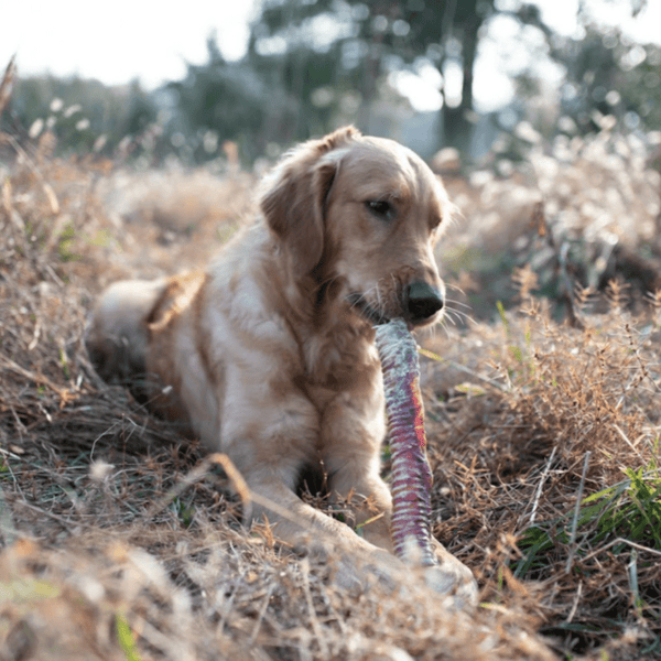 Suppl Ments Pour Chiens Sportifs Articulations Ner - Sport canin - Test et avis