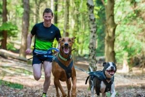 Techniques De Traction En Canicross - Sport canin - Test et avis