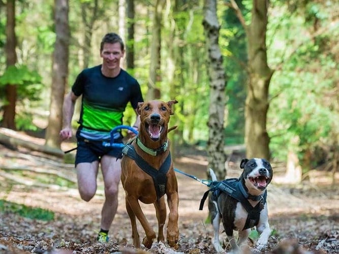 Techniques De Traction En Canicross - Sport canin - Test et avis