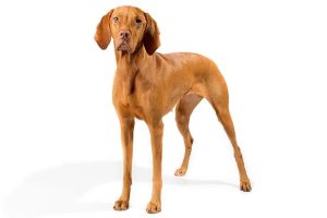 Vizsla Explosif L Ger Et Infatigable Sur Les Dista - Sport canin - Test et avis