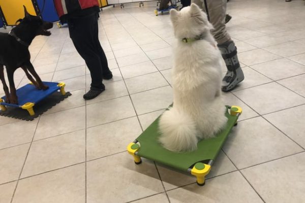 Vocabulaire Du Dressage - Sport canin - Test et avis