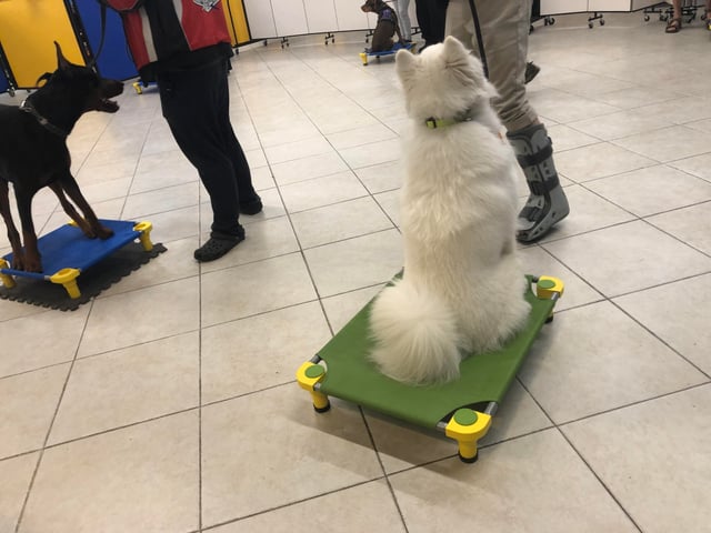 Vocabulaire Du Dressage - Sport canin - Test et avis