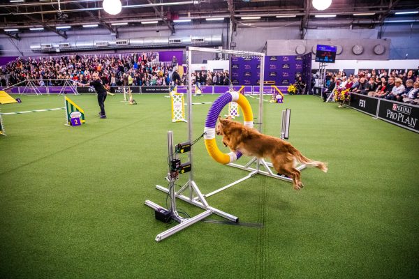 At the Westminster Dog Show: Top Dogs, Top Docs - The New York Times