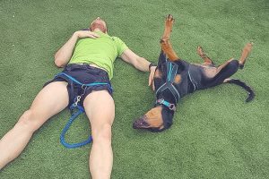 Bien gérer la récupération de mon chien de sport après l'effort.