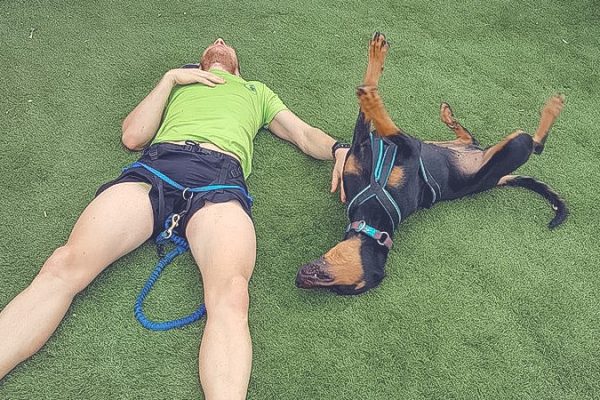 Bien gérer la récupération de mon chien de sport après l'effort.