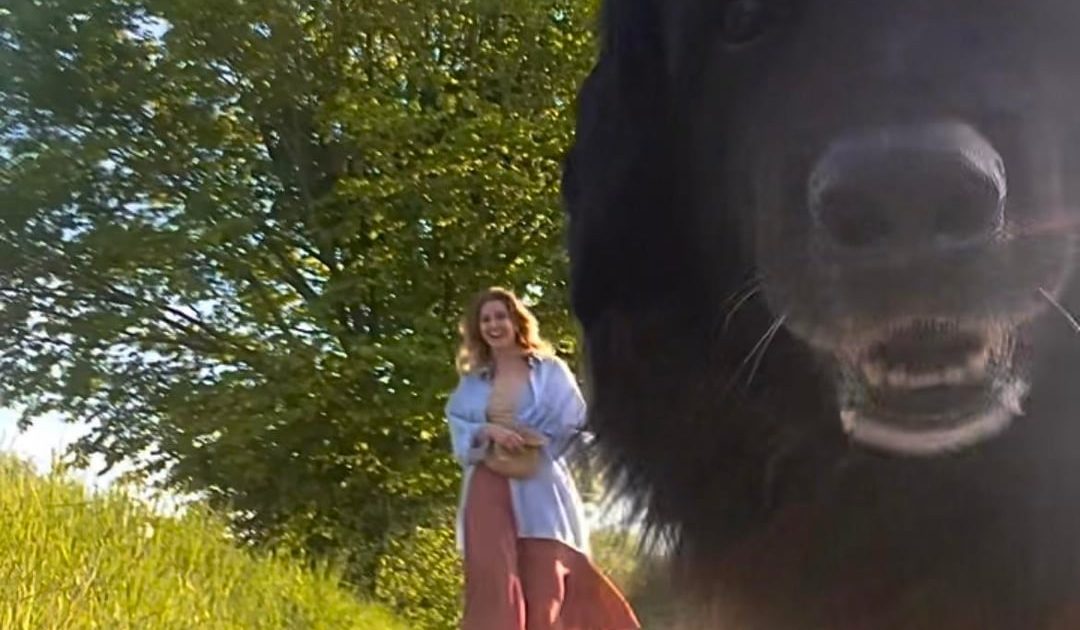 Choisir une race de chien pour le TDAH : r/adhdwomen