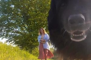 Choisir une race de chien pour le TDAH : r/adhdwomen