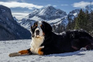 Comment Pr Parer Physiquement Votre Vhien Pour Une - Sport canin - Test et avis