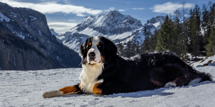 Comment Pr Parer Physiquement Votre Vhien Pour Une - Sport canin - Test et avis